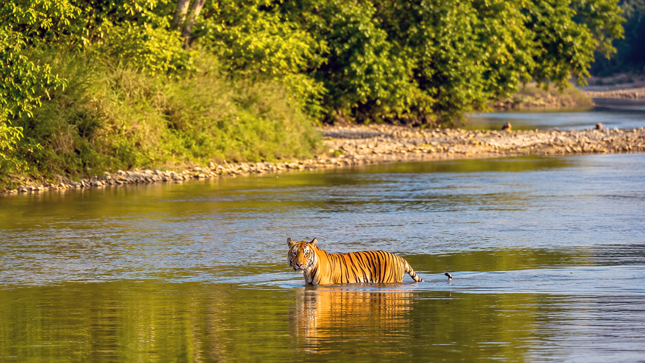 Bardiya National Park Jungle Safari