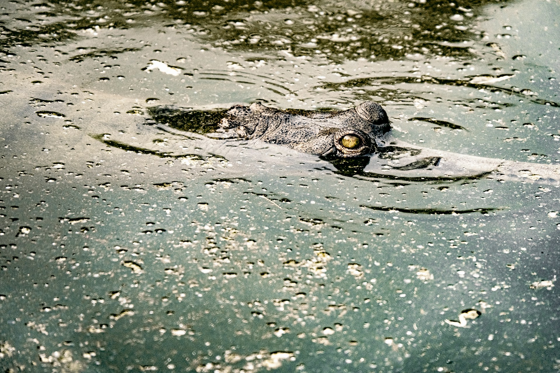 Day 3 - Bardia National Park: Float Safari, Bird-Watching, Cultural Dance Program