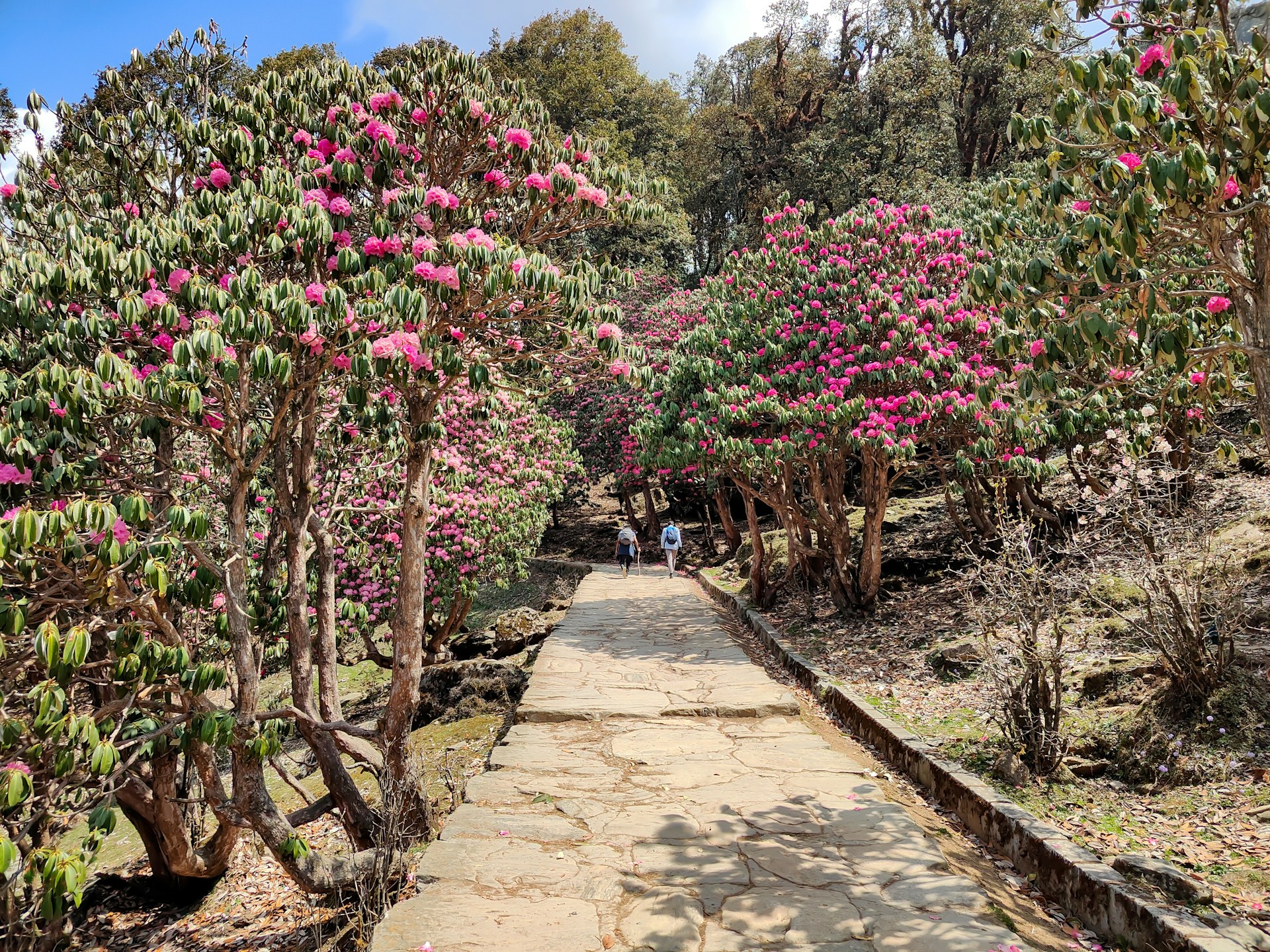 Day 6 - Tengboche to Dingboche (4,360 m/14,300 ft): 9km, 5 - 6 hours